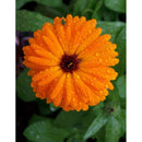 Ceai de galbenele, Fares - Delumani - Magazin Online Romanesc 