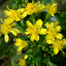 Ceai de sunatoare, N164, 20 plicuri, Fares - Delumani - Magazin Online Romanesc 